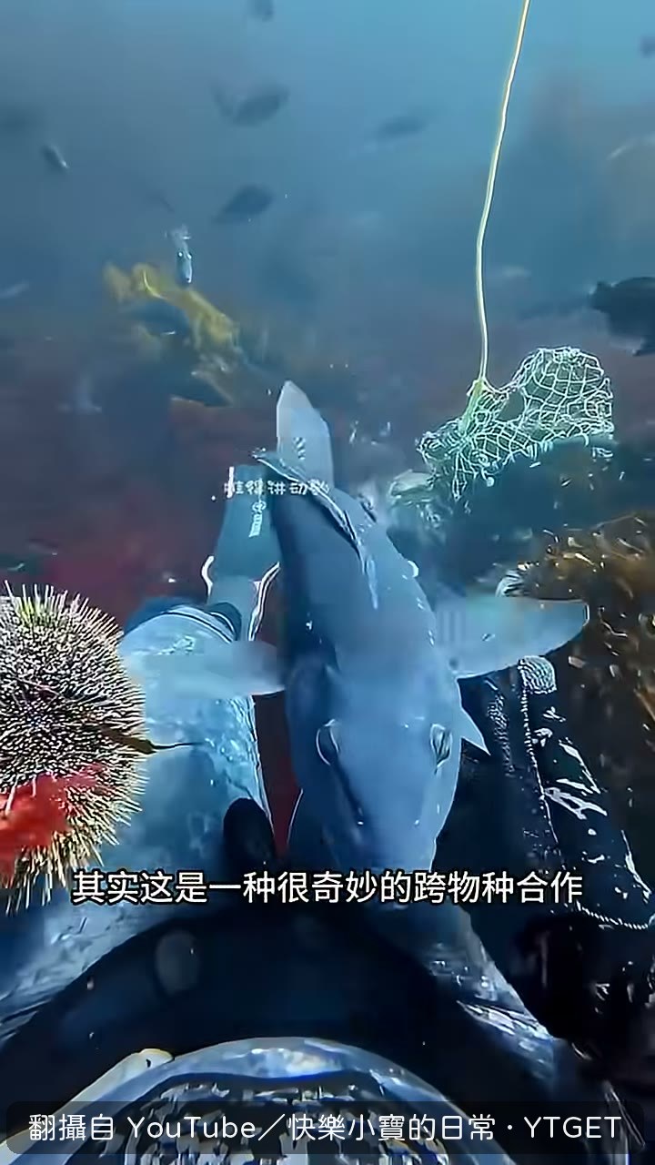 魚兒打不開海膽只好帶路