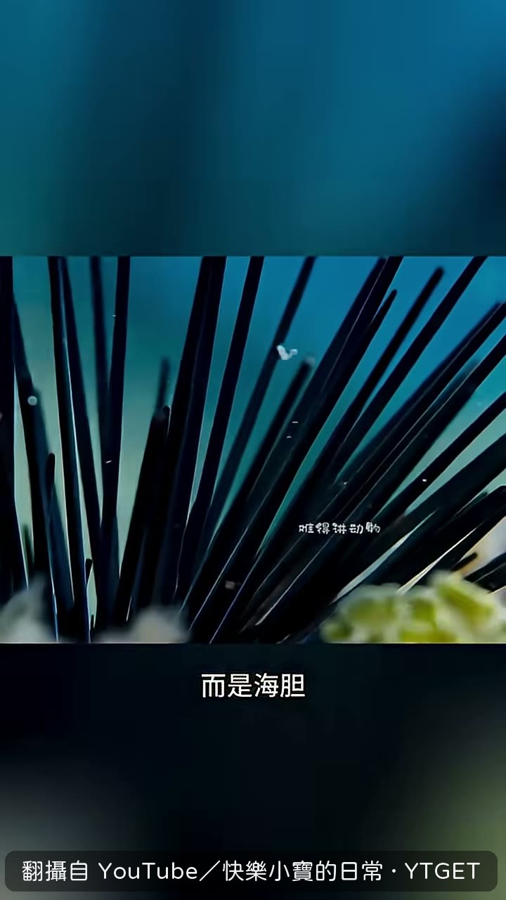海膽吃菜又用刺破壞菜園
