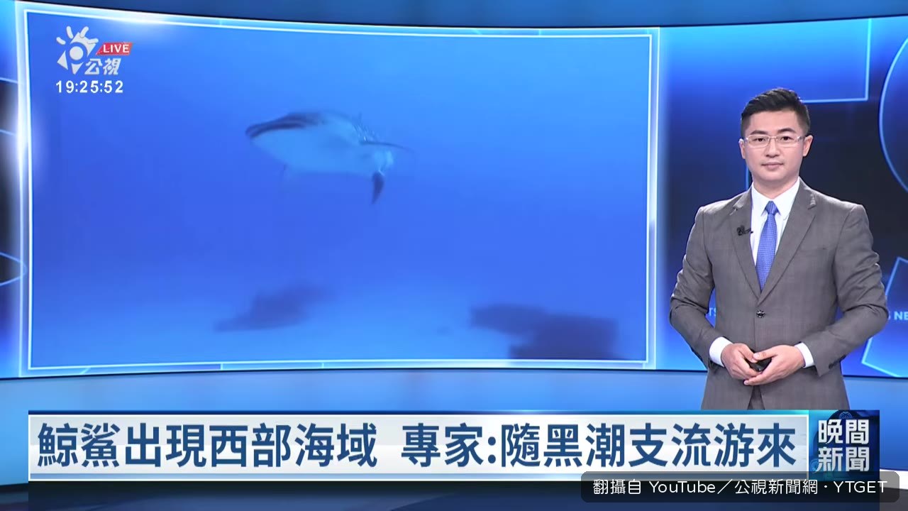 鯨鯊現身小琉球海域