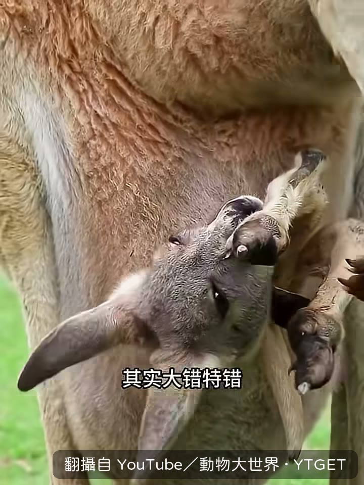 剛出生的袋鼠寶寶只有一兩公分