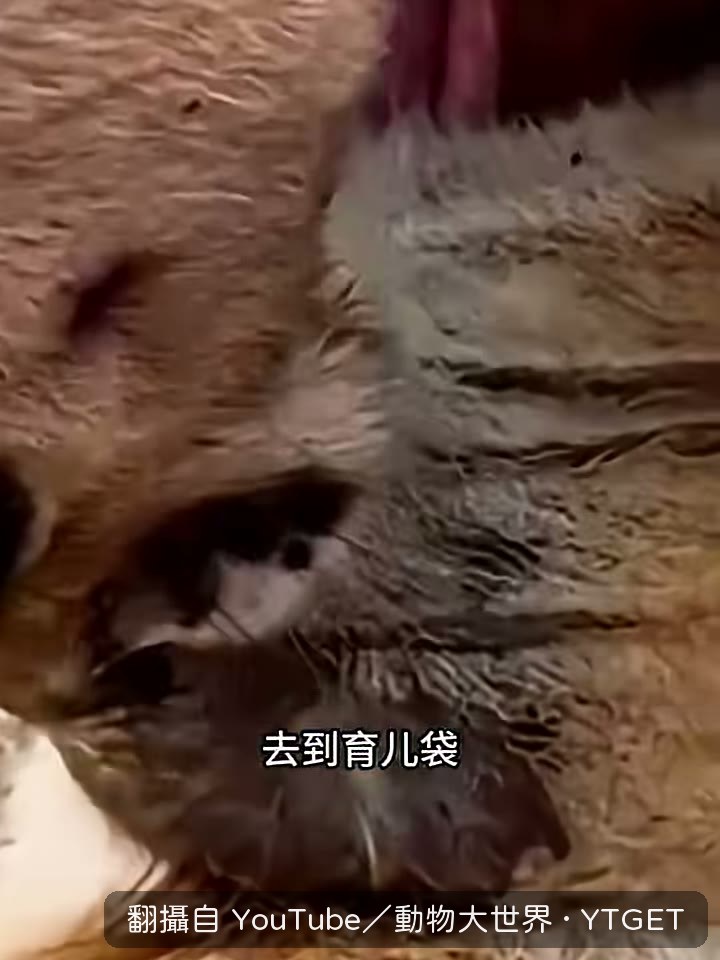 鑽進育兒袋後牢牢含住乳頭