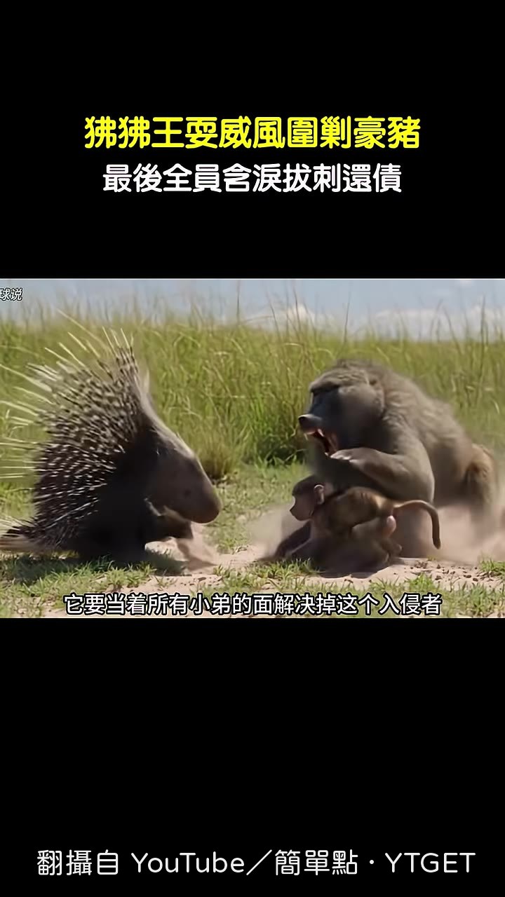 狒狒王帶頭衝向豪豬