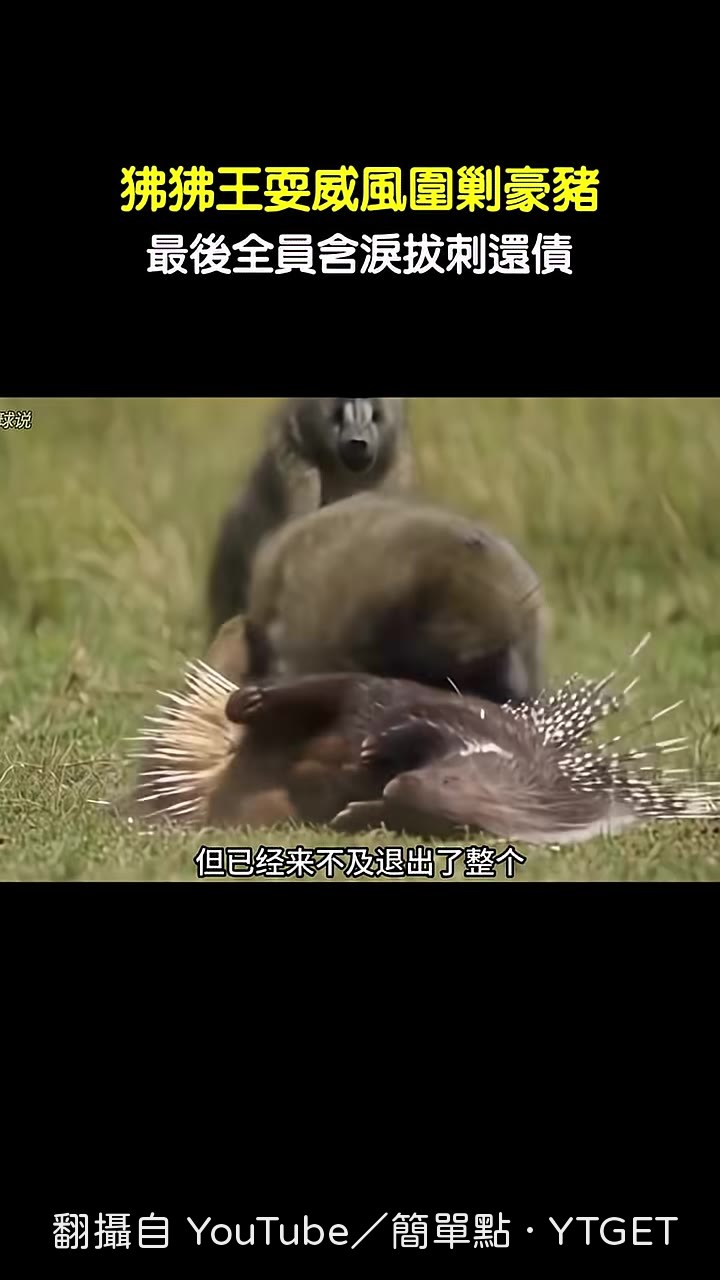 狒狒滿臉被紮成馬蜂窩