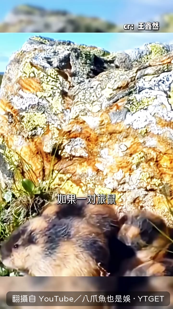 一對旅鼠幾個月能生出上百萬隻