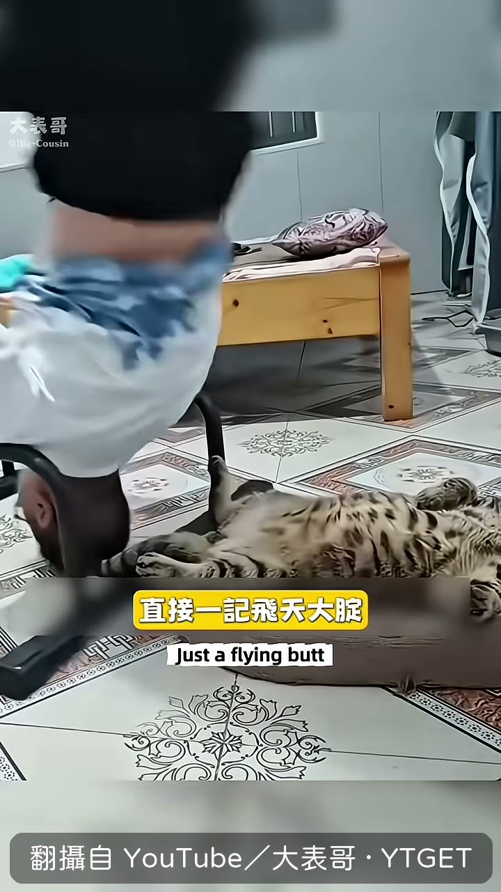 創作者飛天砸中睡夢中的貓