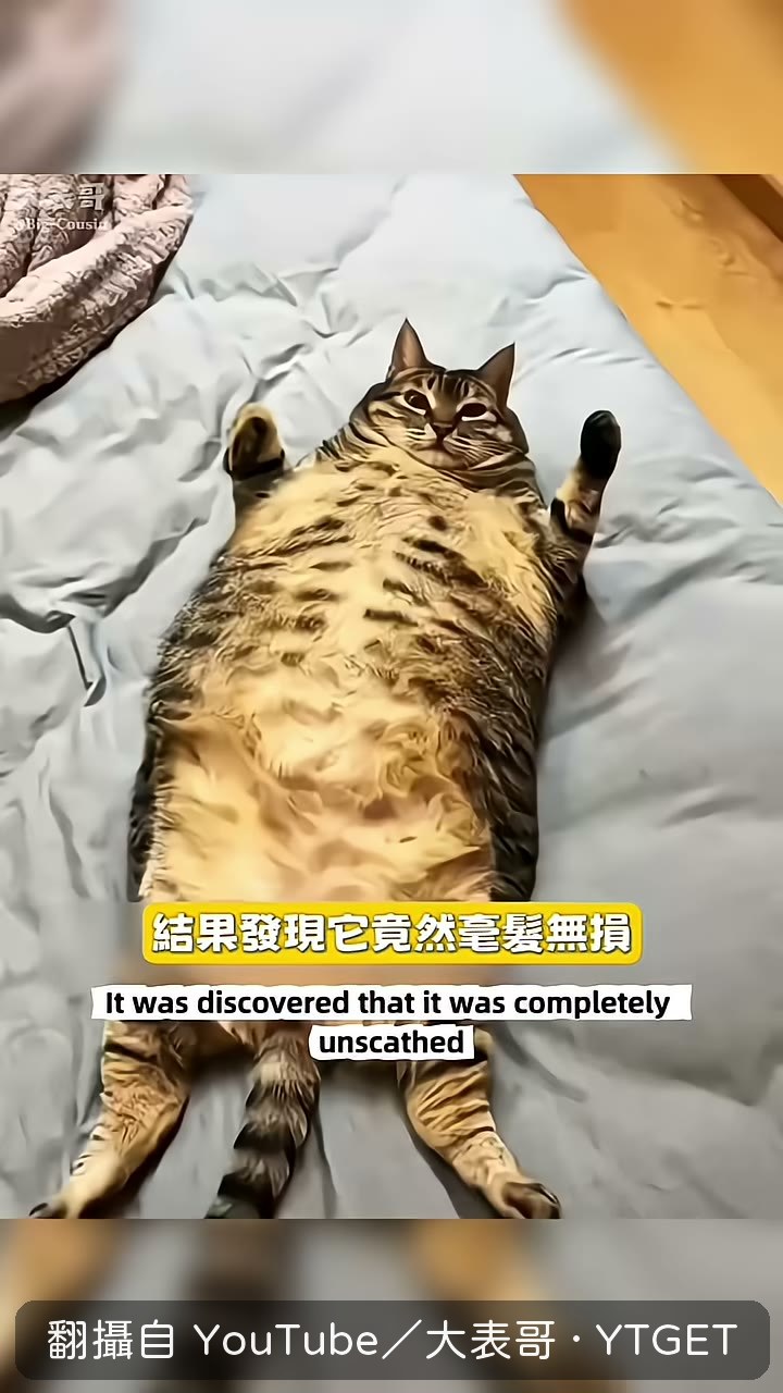 創作者抱起貓翻來翻去檢查