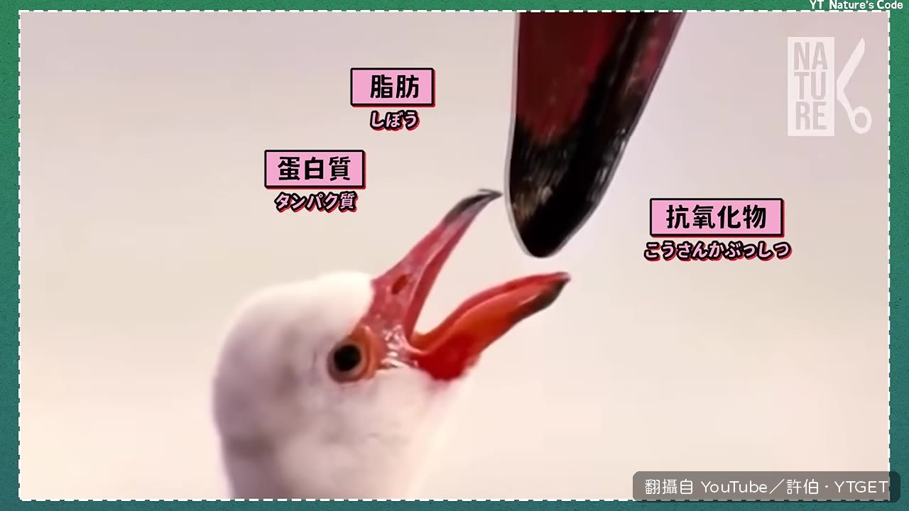 紅鶴爸媽吐素囊乳餵寶寶