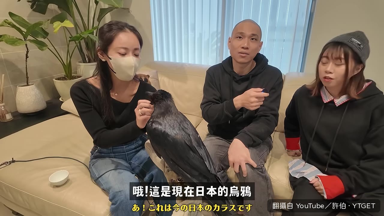 烏鴉用石頭丟水罐實驗