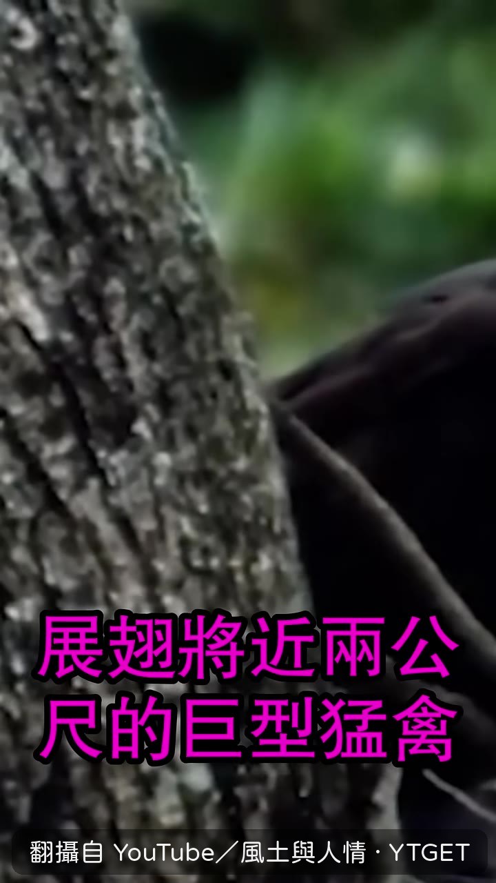 林鵰從樹冠層俯衝而下