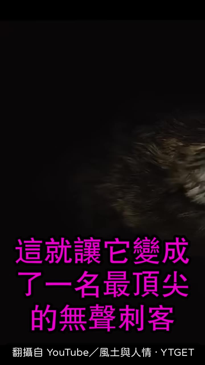 林雕鎖定獵物的瞬間