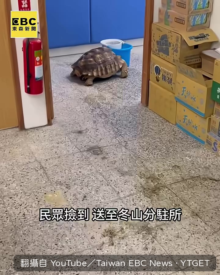 員警忙著清理龜的排洩物