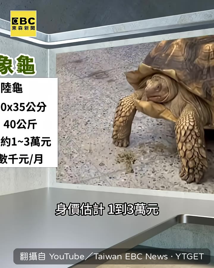 蘇卡達象龜是世界第三大陸龜