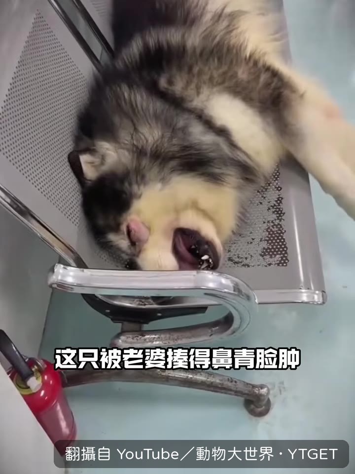 漢堡躺在椅子上放聲大哭