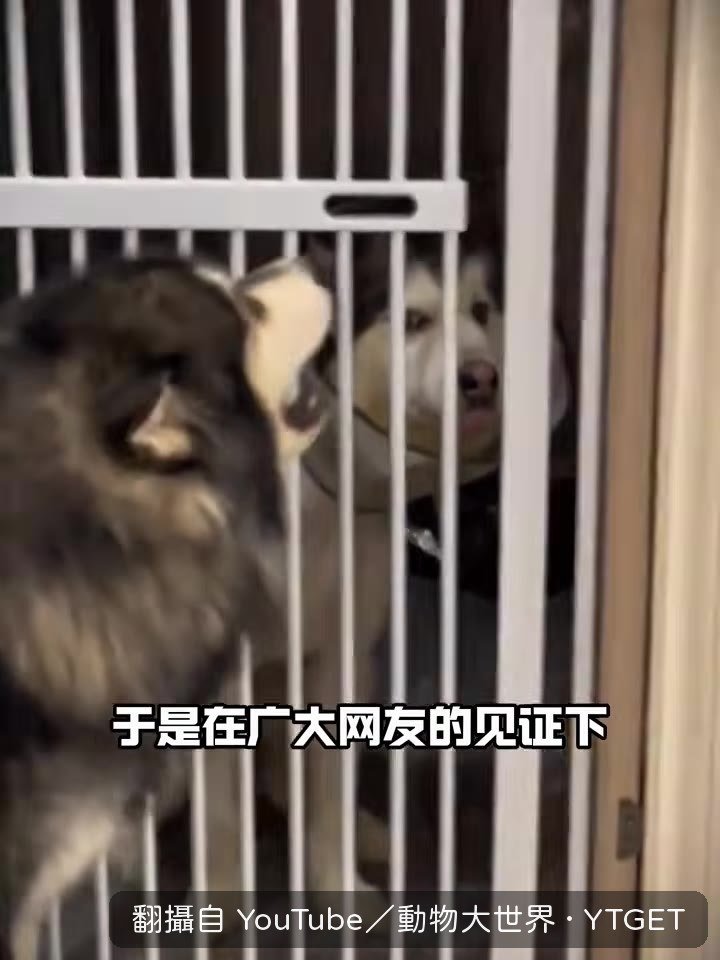 兩隻狗正式離婚