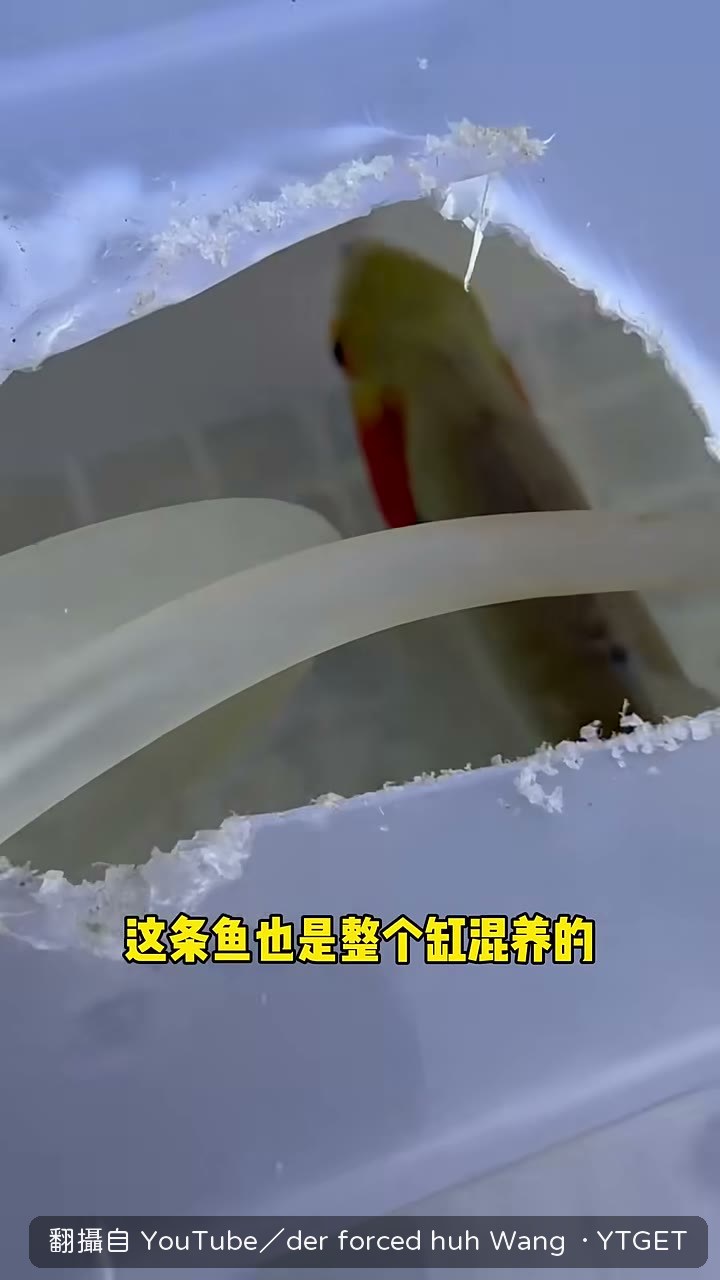 曼努埃利食人魚紅臉登場