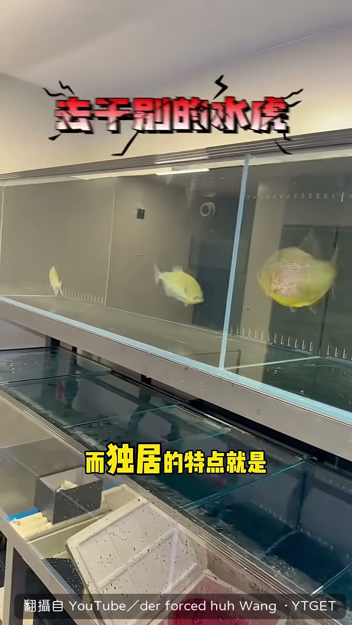 隔板兩側各遊各的