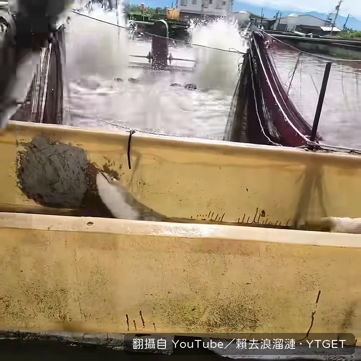 八斤上的鱸鰻準備撈過去