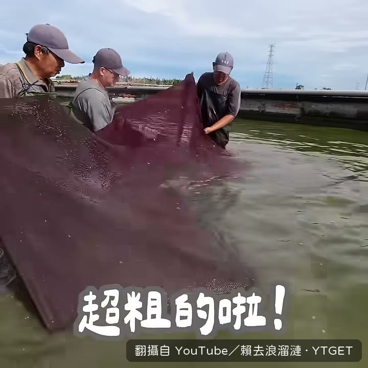 第一尾鱸鰻撈起來，超粗