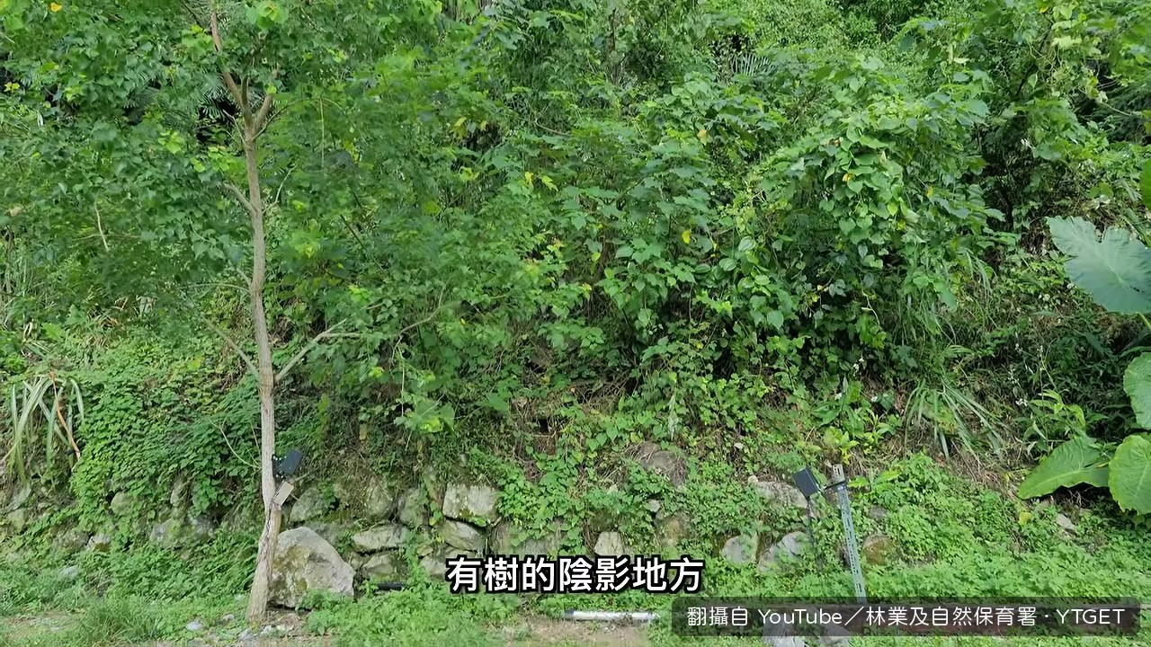 護管員在車門旁發現百步蛇