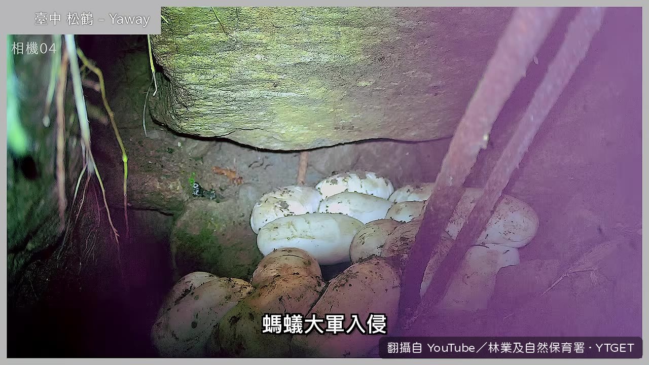 螞蟻大軍爬上蛇卵