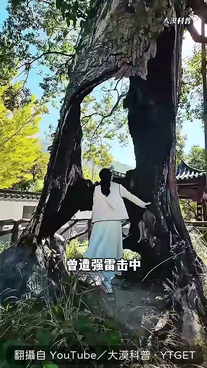 樹心碳化只剩兩側樹皮撐著