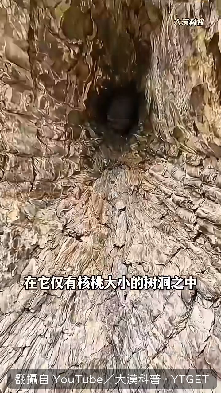 核桃大樹洞裡藏著一尊佛像
