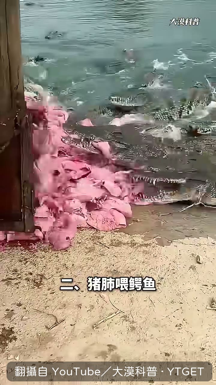 豬肺便宜高蛋白，鱷魚超愛吃