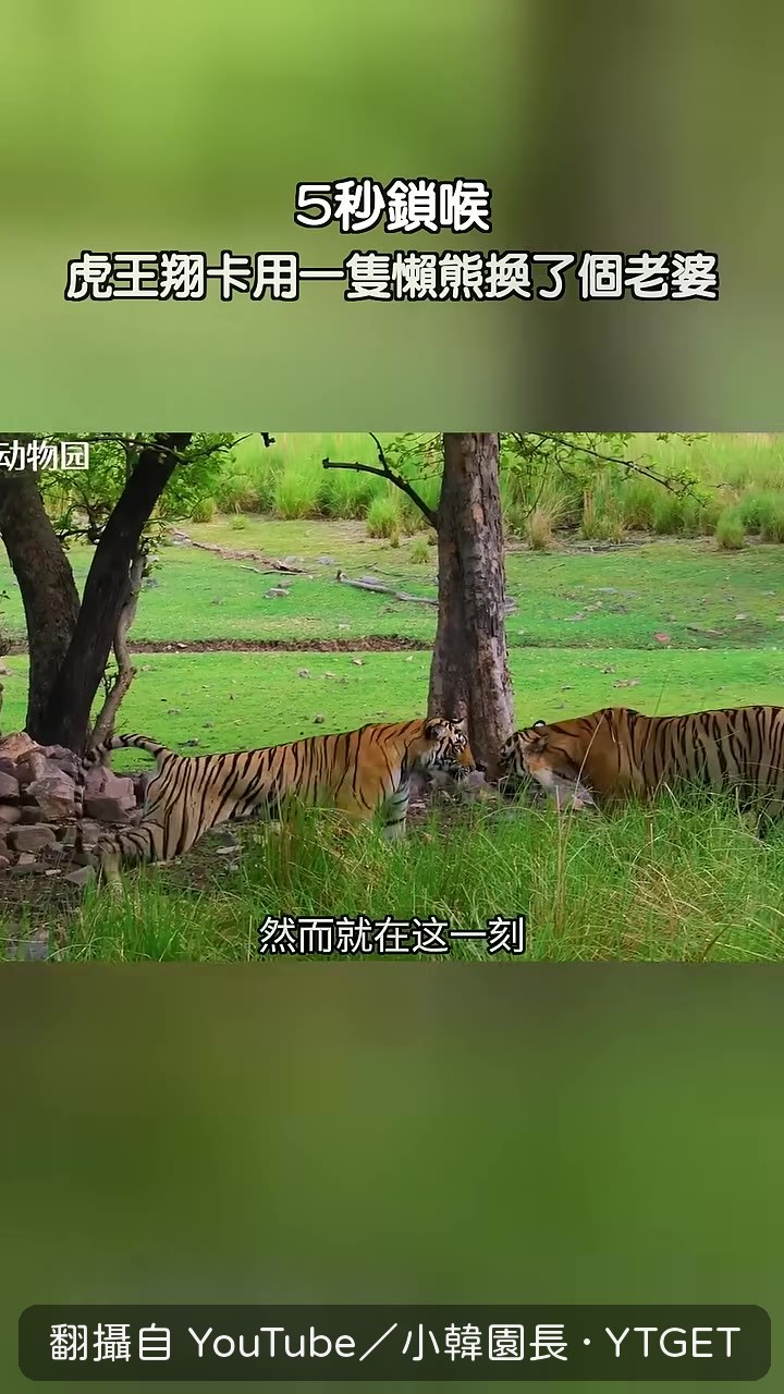 安巴低頭蹭向響卡示好