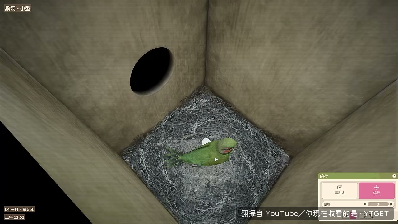 長尾鸚鵡在草箱裡生蛋