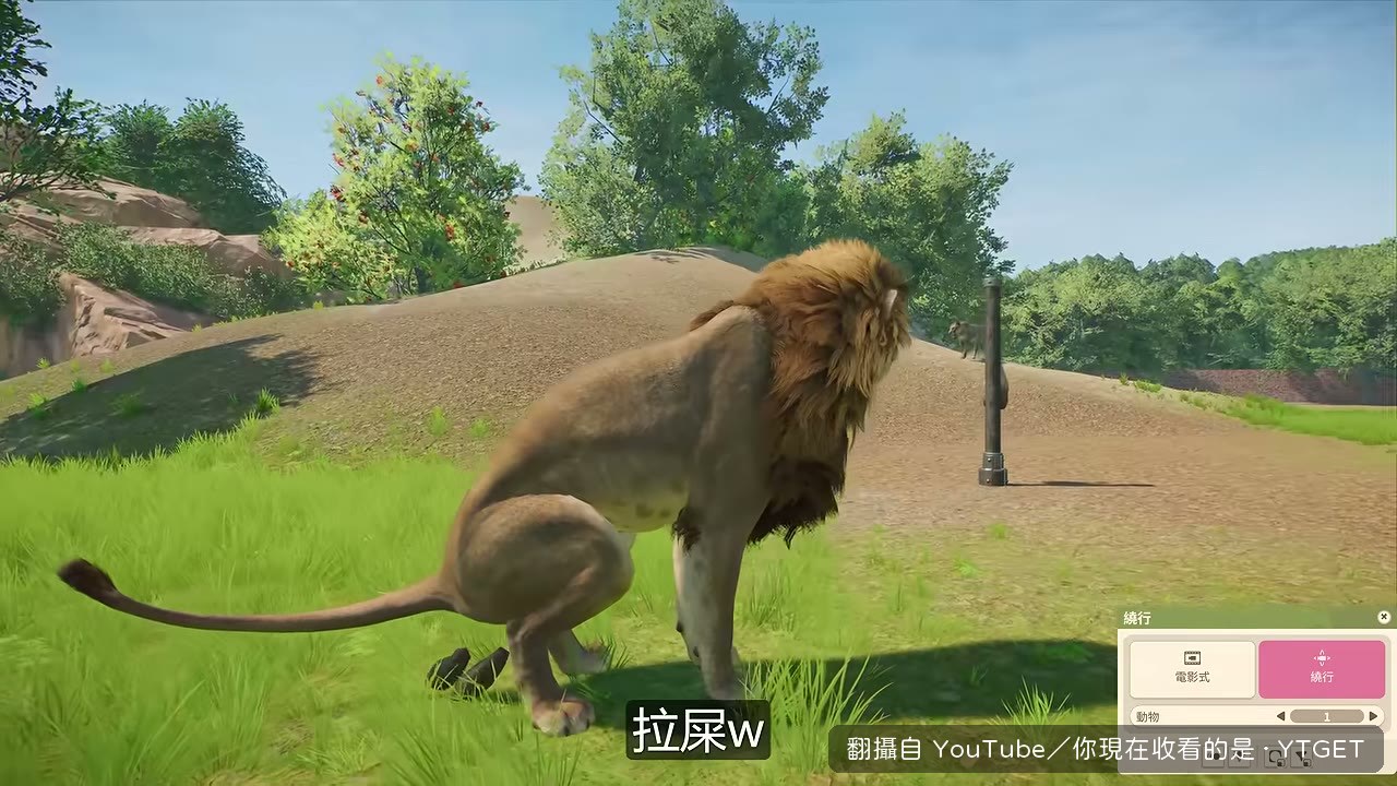 獅子進場第一件事就是拉屎