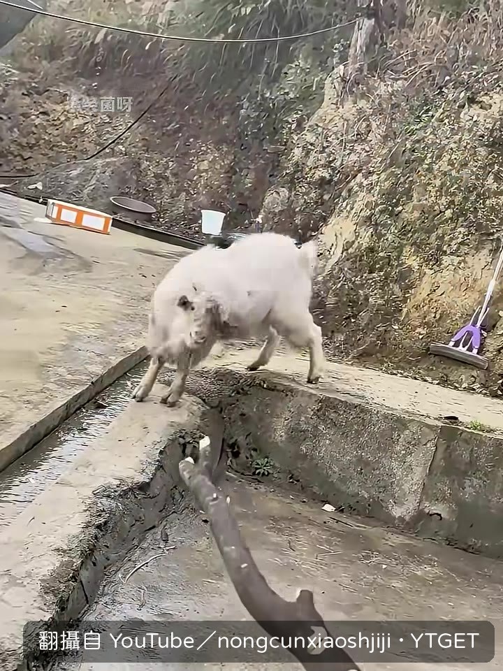 叫牠敬禮，狗真的舉起手