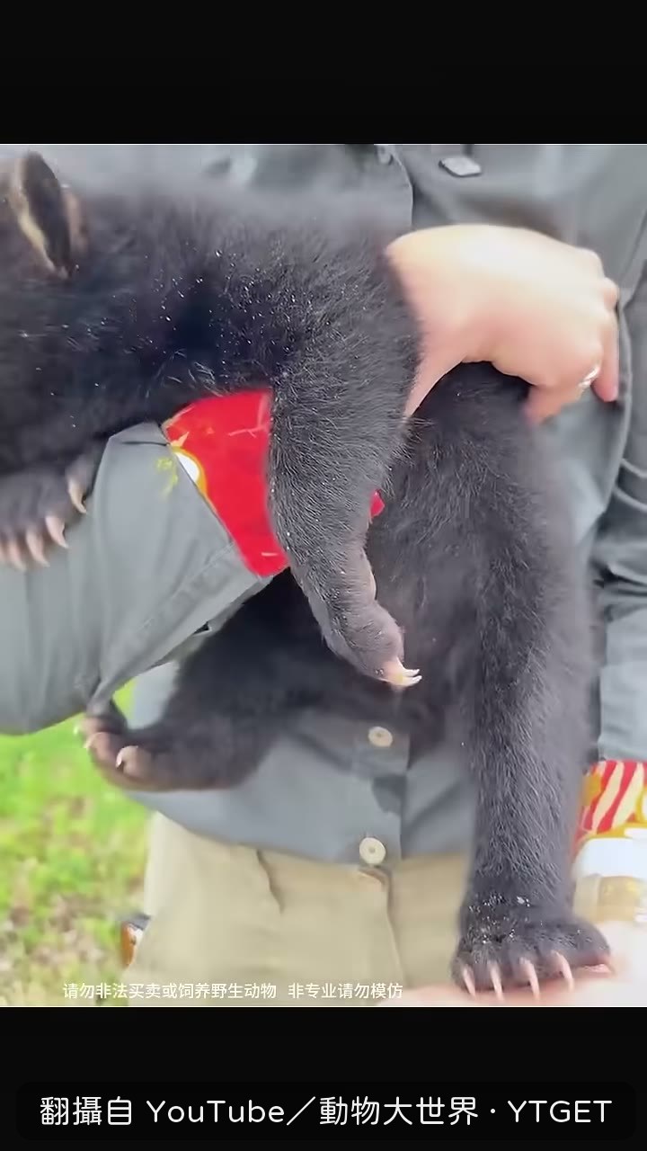 妻子把小熊當孩子打扮