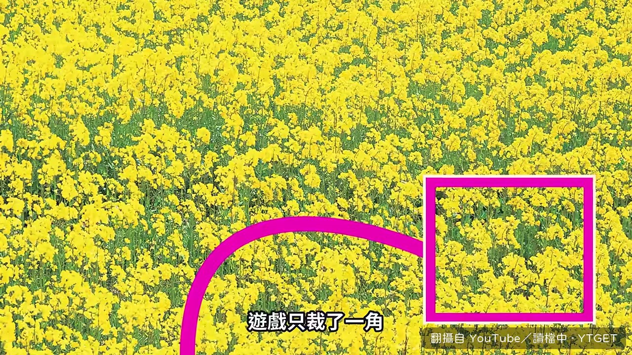 遊戲只踩了油菜花田的一小角