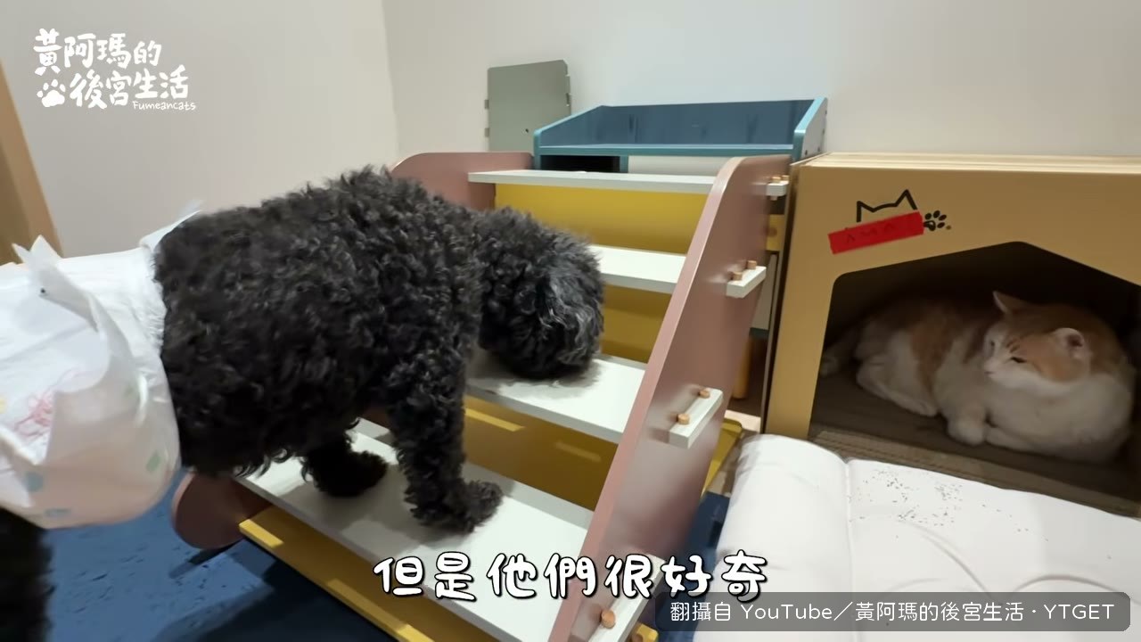 柚子從各種角度偷看阿瑪
