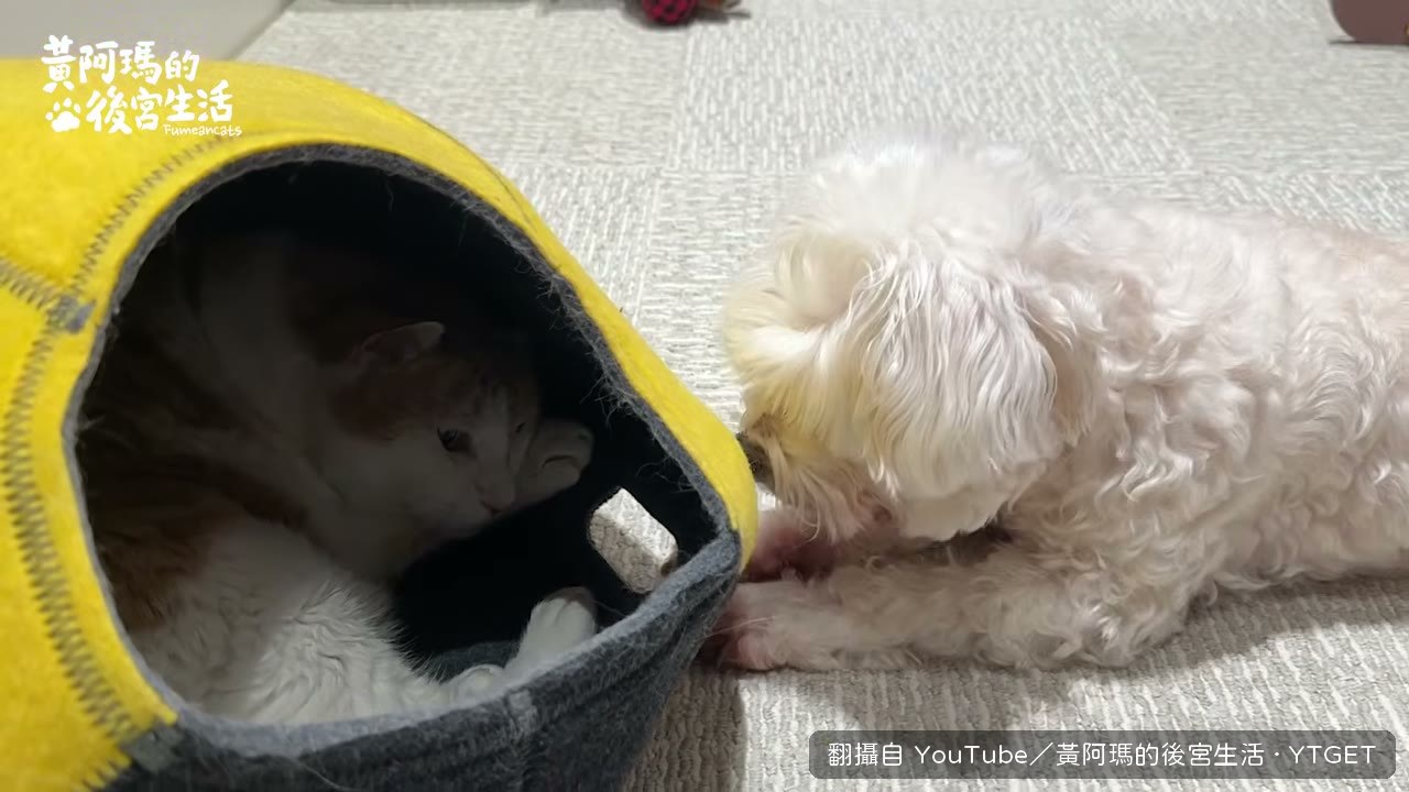 柚子從洞裡偷看阿瑪