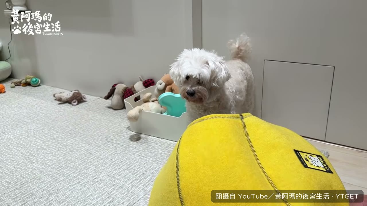 橘子根本對阿瑪沒意思