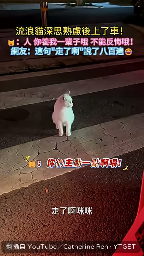 車要走了小貓還在叫