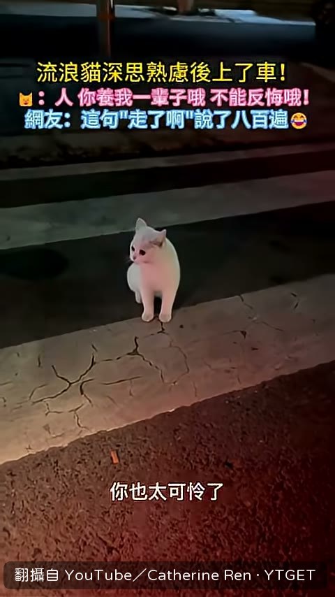 小貓在車邊猶豫要不要上車