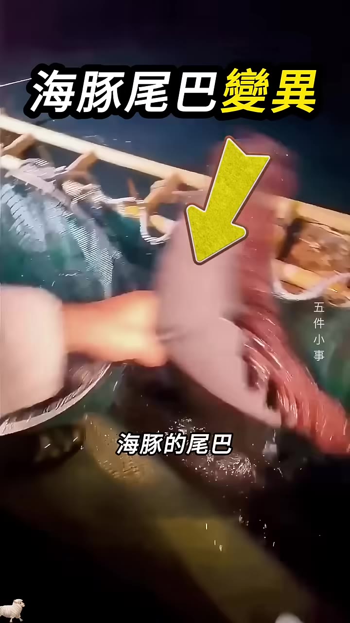 海豚尾巴掛著一排肉狀物