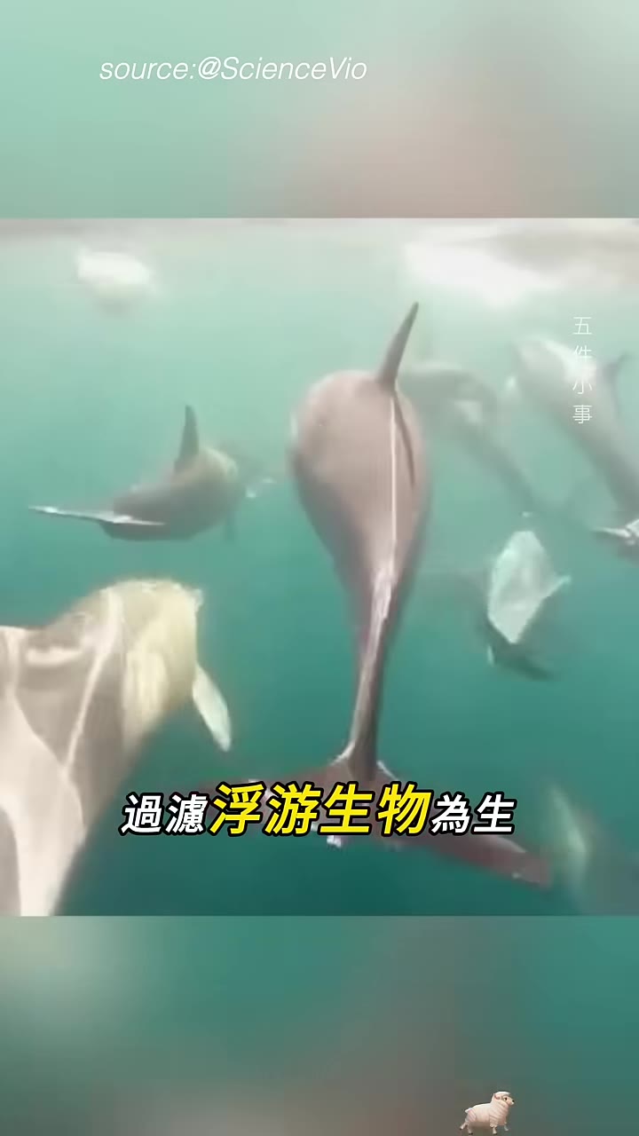 藤壺附著在海豚身上