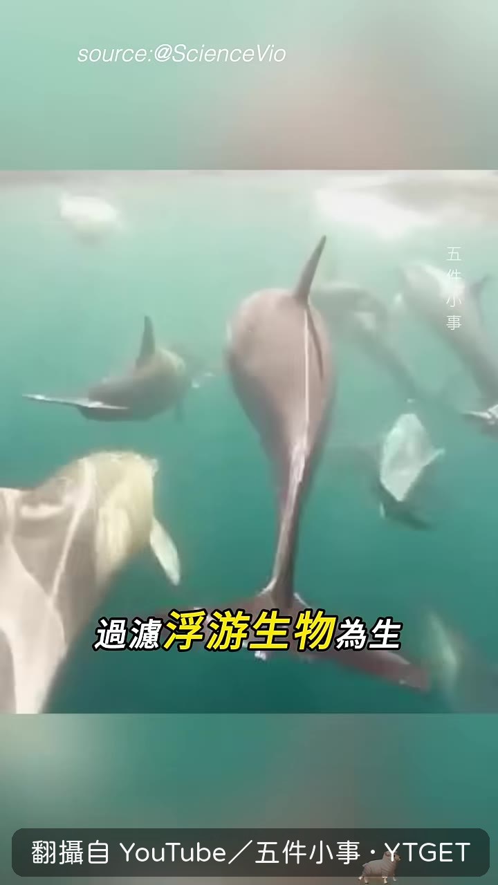 藤壺附著在海豚身上