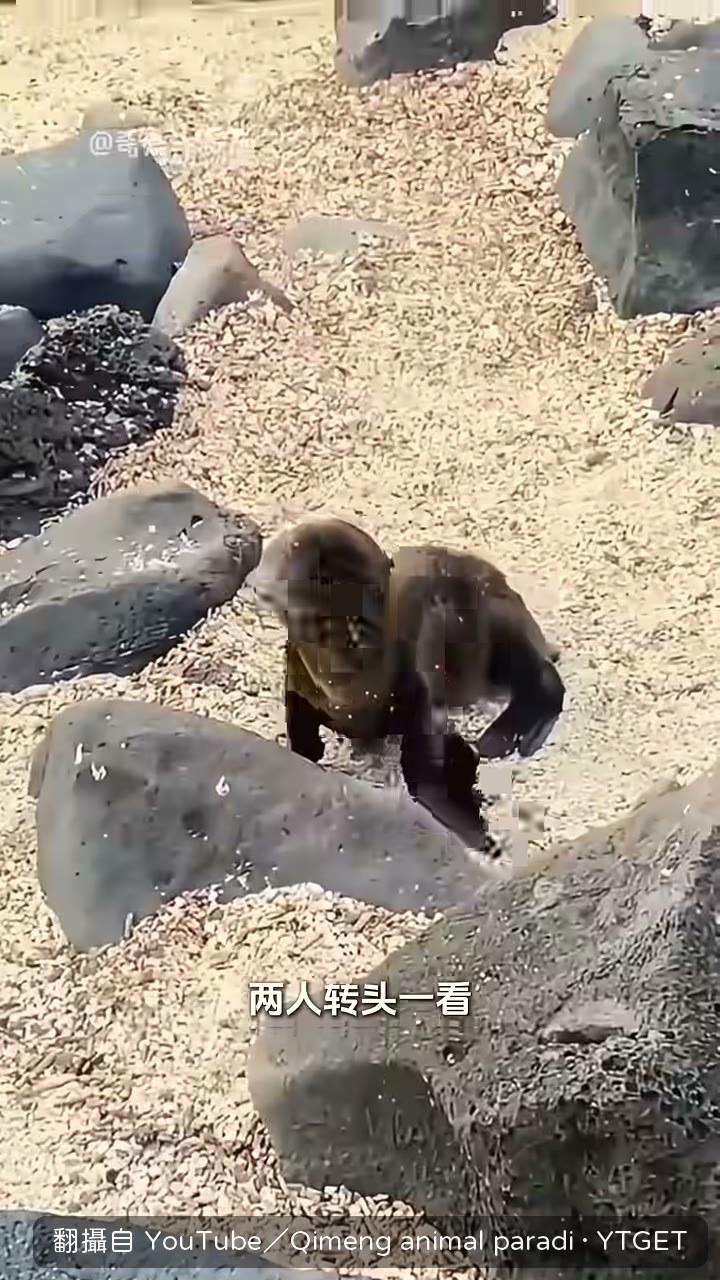 小海獅朝小哥爬過來