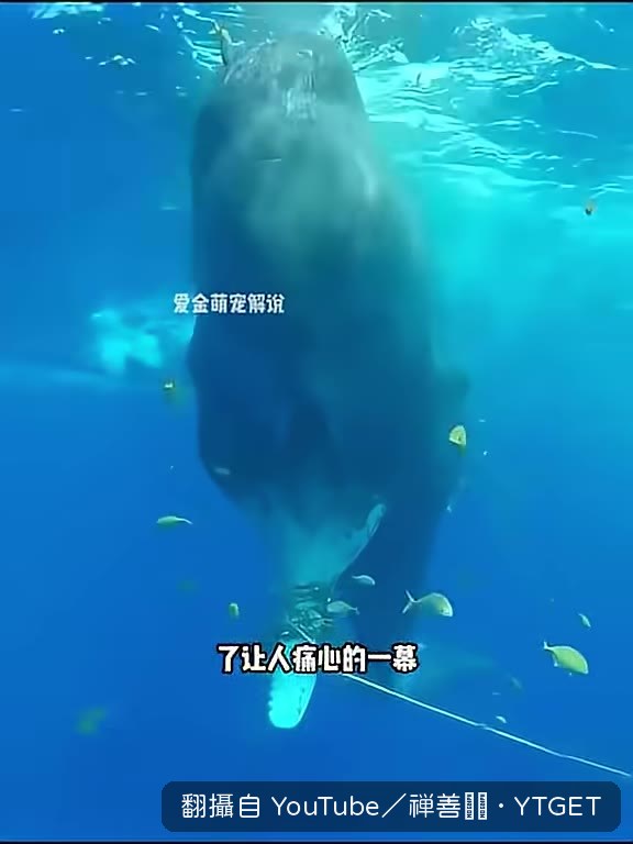 深海裡嘴巴被麻繩纏住的金魚