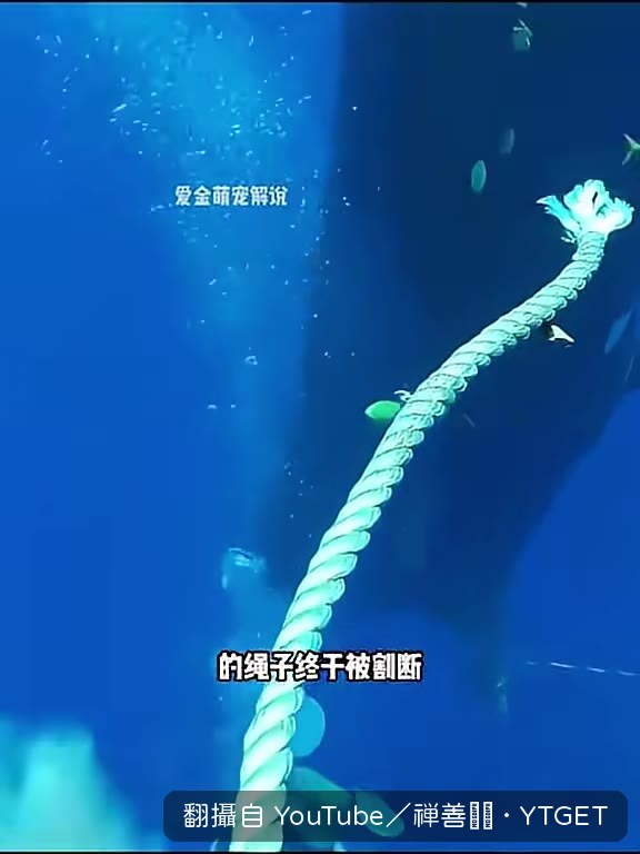 金魚受驚加速遊向深海