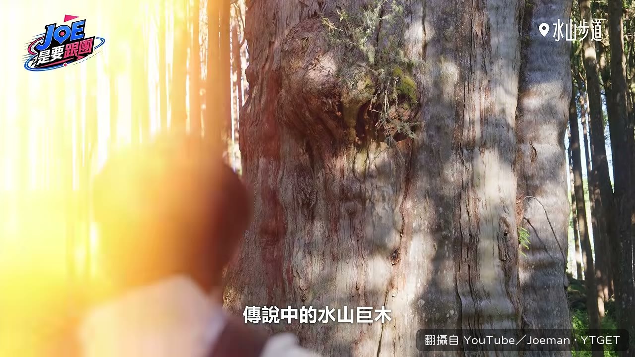 水山巨木,樹齡超過千年