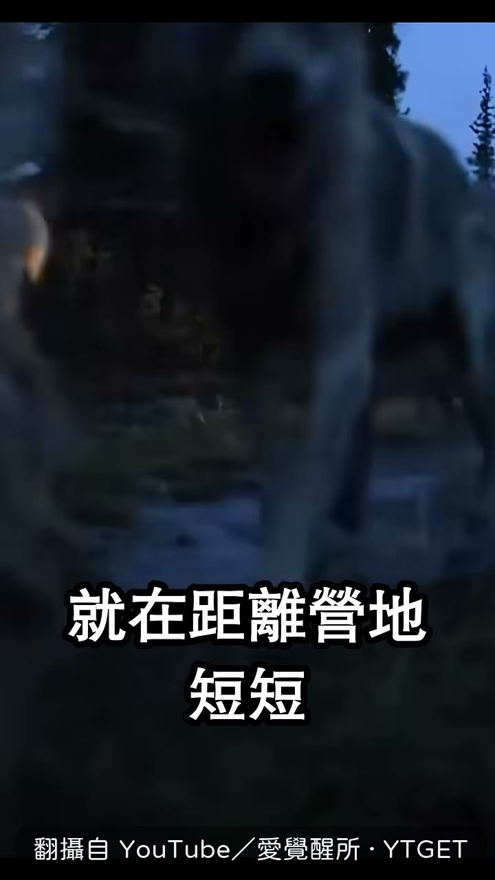 手電筒照到九十公尺外的狼群