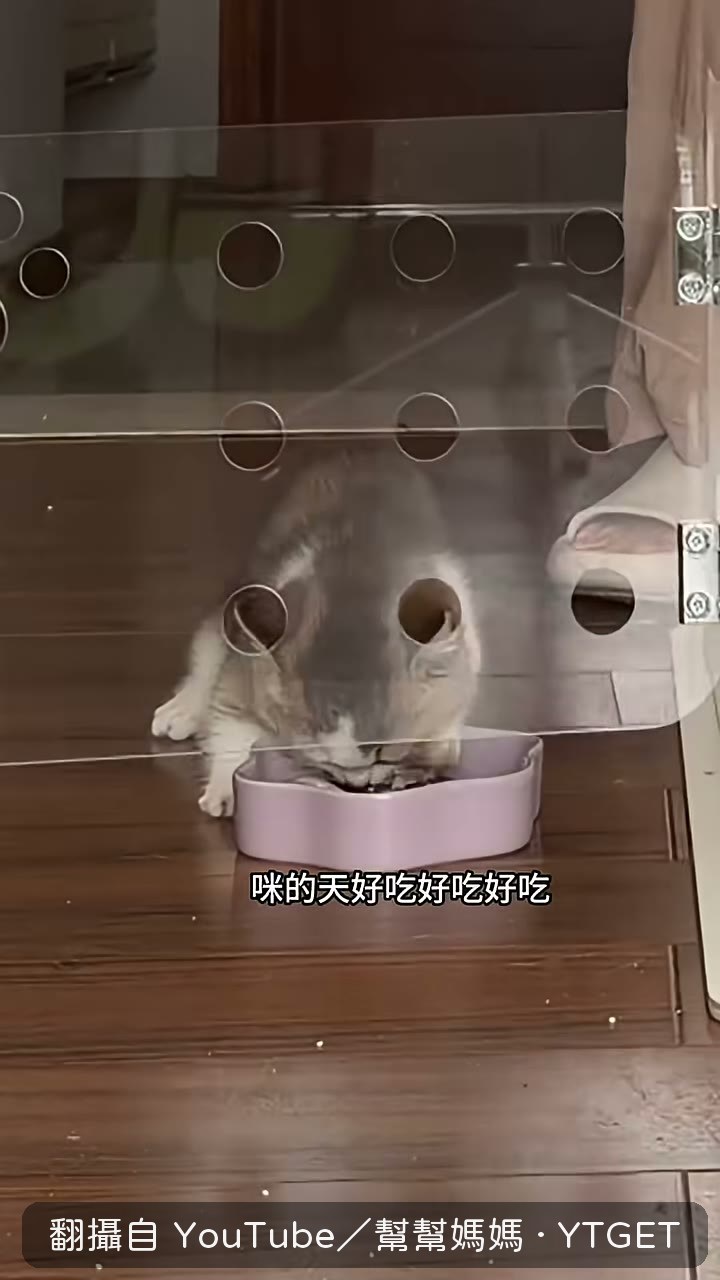 幫幫媽媽端著碗追著咪餵飯