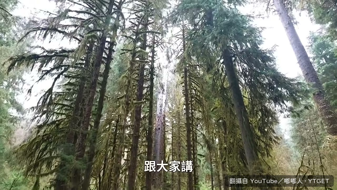 倒下的樹變成整片森林的養分
