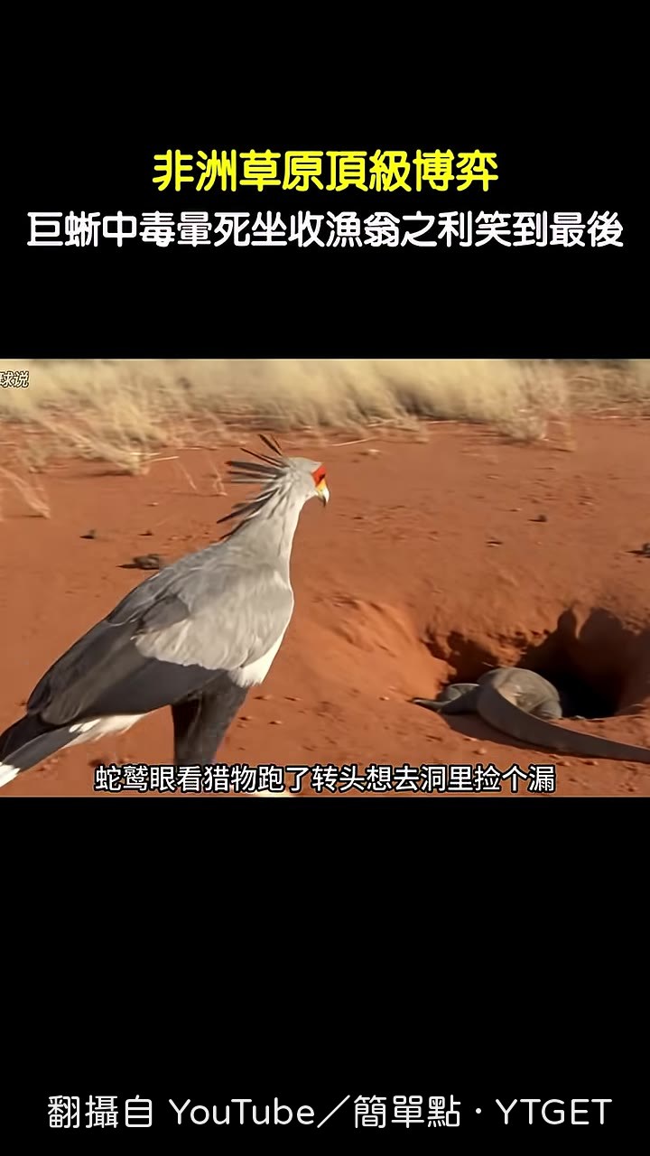 蛇鷲回頭發現蛇蛋被偷光