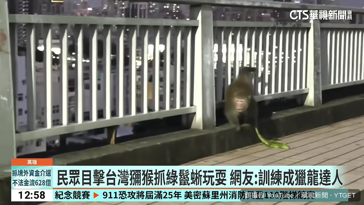 獼猴抓住綠鬣蜥尾巴甩動
